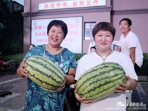 吃瓜汇总
